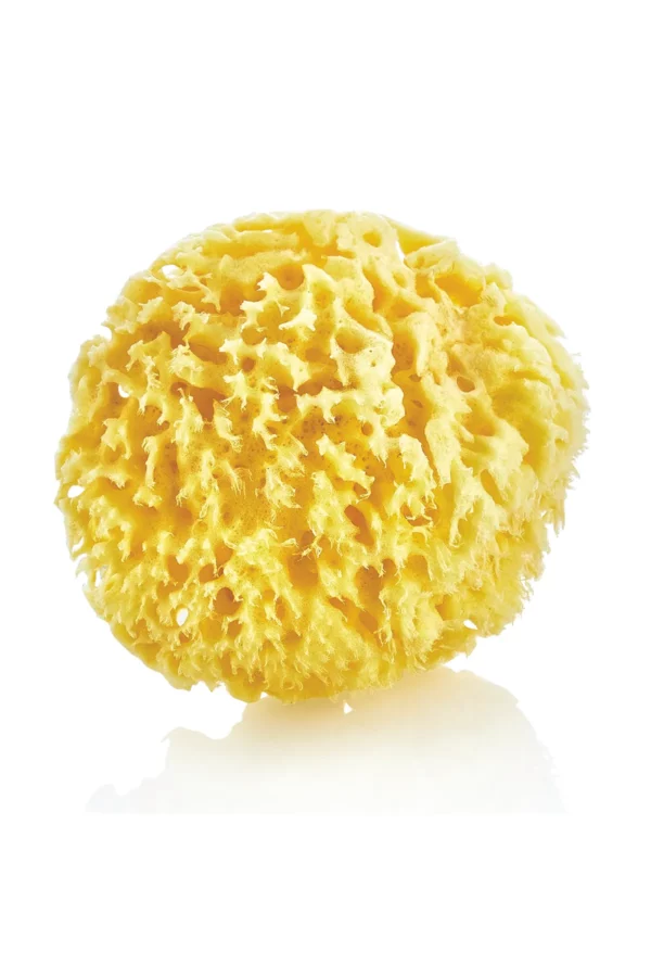 Natürlicher Meerschwamm – 100 % Naturprodukt, weich & hautfreundlich Natürlicher Meerschwamm – 100 % Naturprodukt aus dem Mittelmeer, hautfreundlich & antibakteriell.