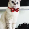 Katze mit rotem karierten Halsband und Fliege – festlich gestylt vor weißem Hintergrund