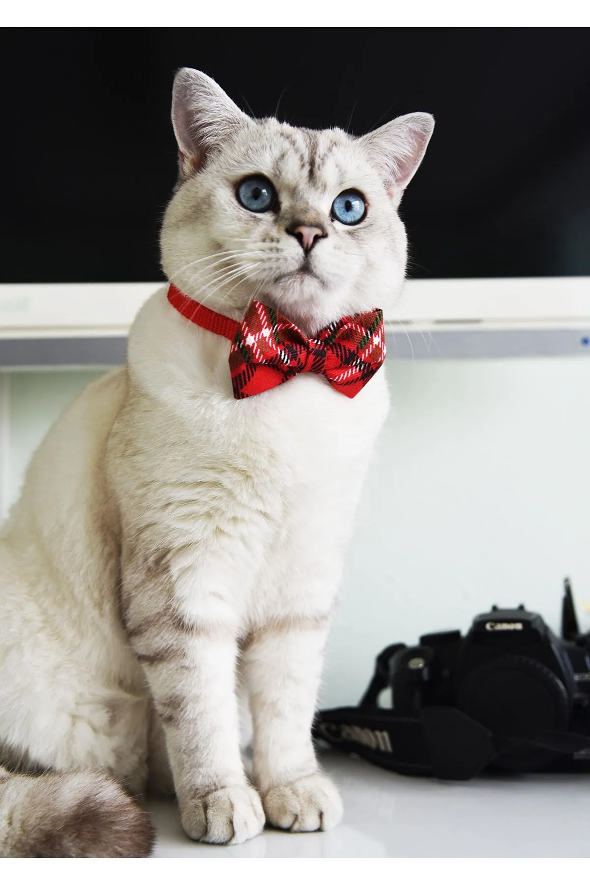 Katze mit rotem karierten Halsband und Fliege – festlich gestylt vor weißem Hintergrund