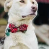 Großer Hund mit rotem karierten Weihnachtshalsband und Fliege