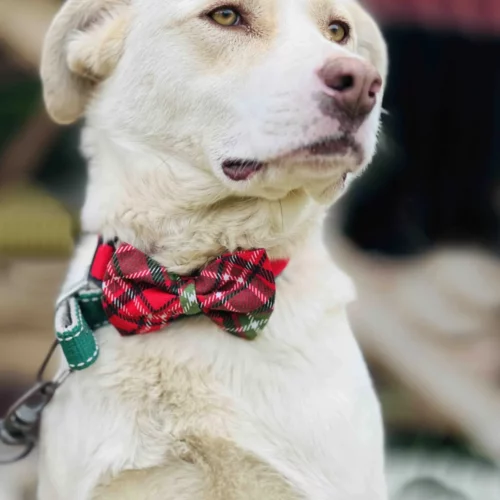 Großer Hund mit rotem karierten Weihnachtshalsband und Fliege
