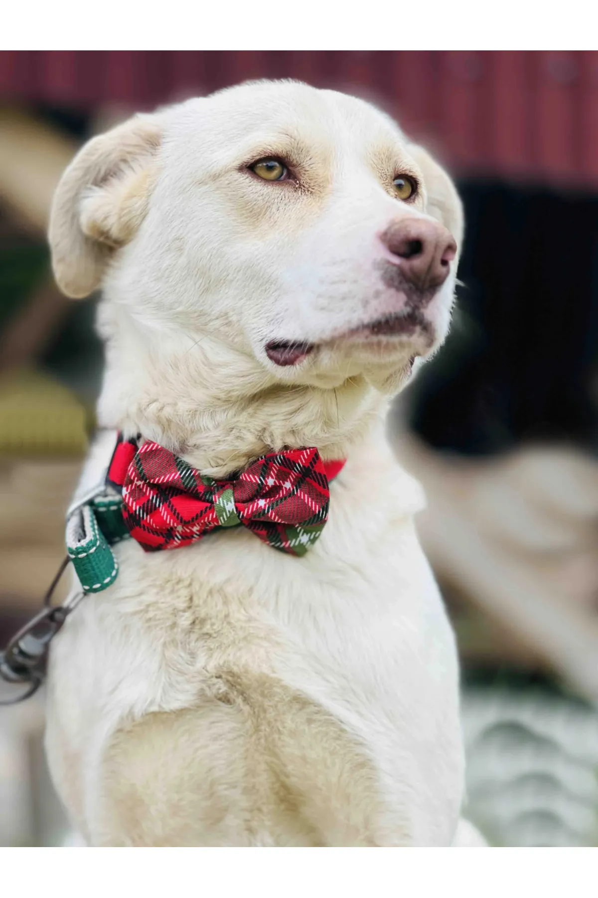 Großer Hund mit rotem karierten Weihnachtshalsband und Fliege